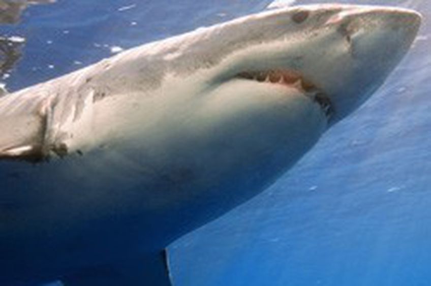 В Шарм-эль-Шейхе пьяный турист раздавил акулу 


