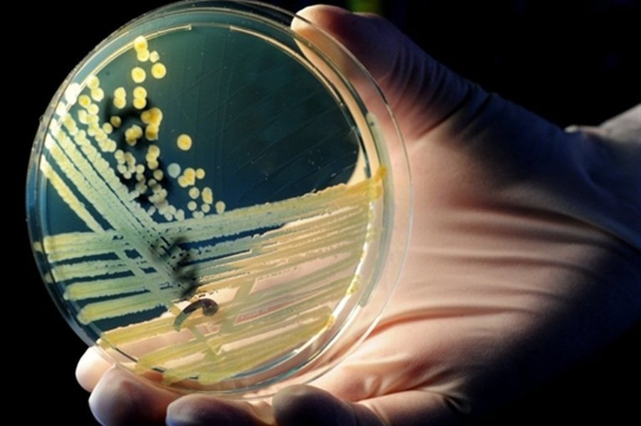 Следы смертельных овощей ведут в Германию - В Мире