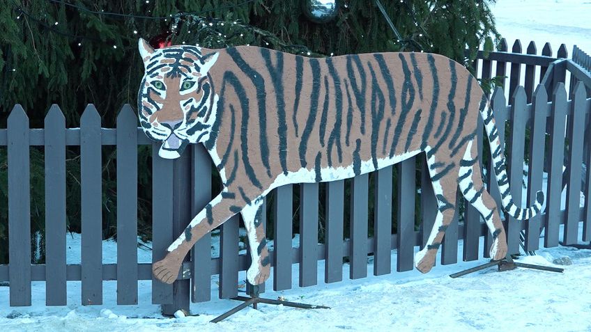 Фанерный тигр получил «прописку» до Старого Нового года (видео)