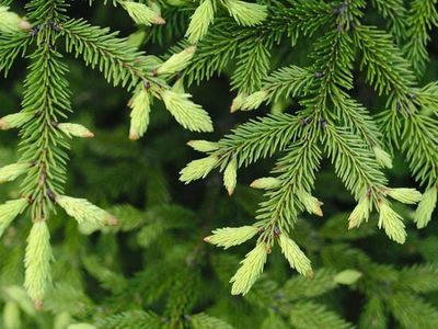 Уже известны цены на живые елки в этом году - Литва и страны Балтии