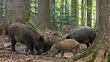 Литовская и польская свинина в России под запретом 