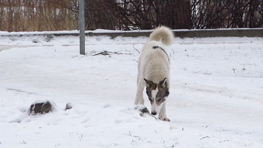 Проблема бродячих животных по-прежнему не теряет своей актуальности - В Висагинасе