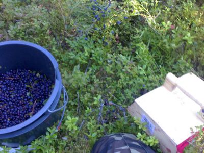 Финляндия привлечет для сбора ягод рабочих из Таиланда - В Мире