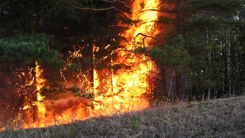 СМИ: пожар на Куршской косе продолжается, огонь уничтожил 130 га заповедного леса