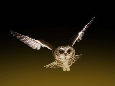 О науке играючи - В Висагинасе