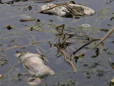 Мертвых свиней в реке Шанхая уже больше 9 тысяч - В Мире
