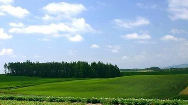 Либералы оспорят решение провести в Литве референдум о продлении запрета продажи земли иностранцам

