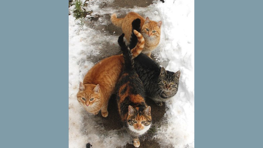 Участник №3 конкурса «Что бы это значило?» - Конкурсы для читателей