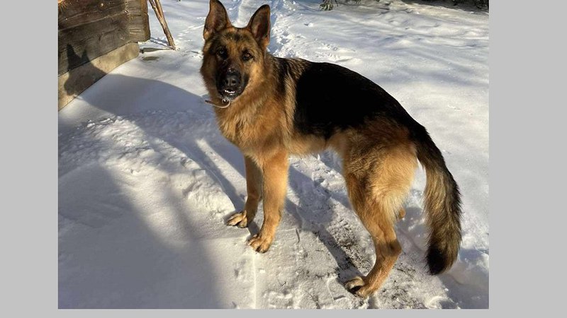 Пропала собака! - Находки-пропажи