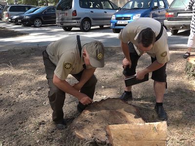 Уроки вырубки деревьев при прокладке теплотрассы. Будут ли они выучены?  (видео) - В Висагинасе