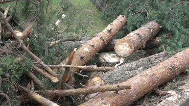 Вырубка почти двухсот деревьев повергла в шок жителей Висагинаса (видео)