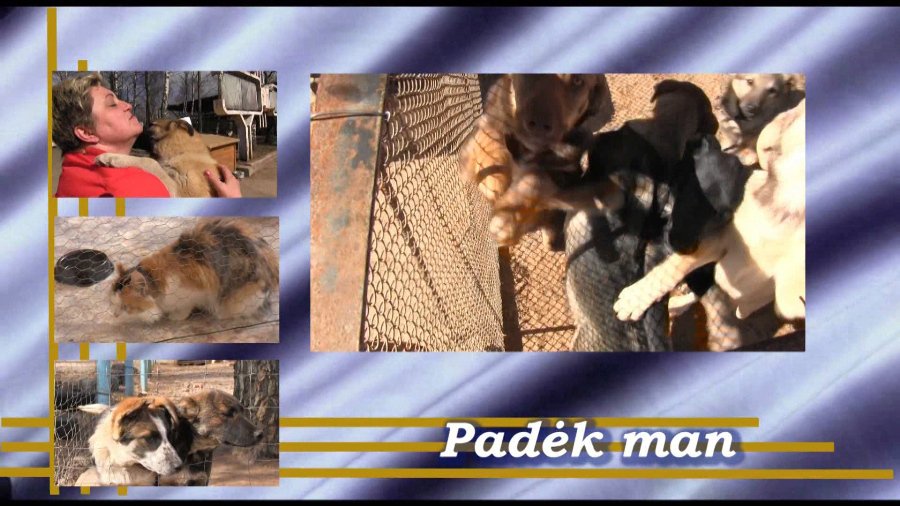 Приют для животных «Padėk man» - В Висагинасе