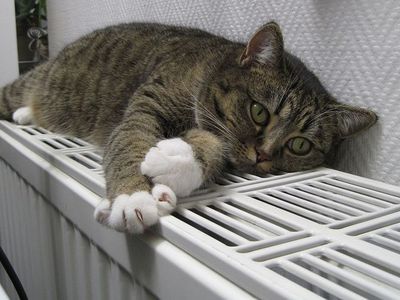 Проголосовали против реновации и лишились компенсации. Можно ли исправить ситуацию? (видео) - В Висагинасе