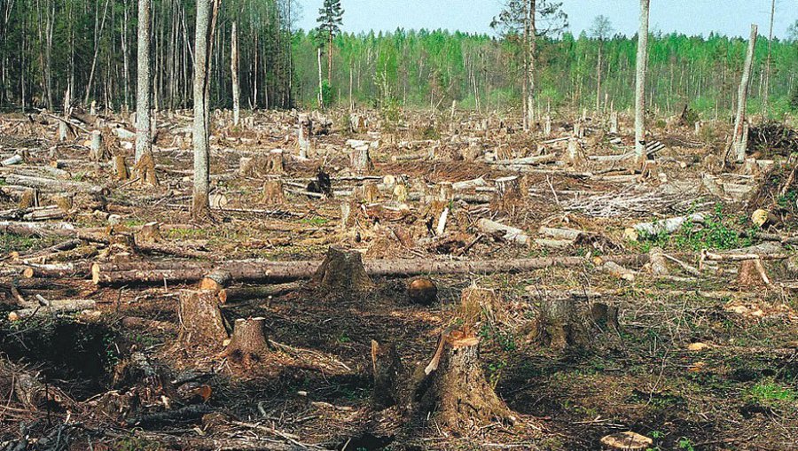 Вырубка лесов резко ускорилась по всей Европе - Энергетика