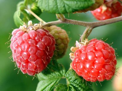 ТОП-7 полезных продуктов июля - Наука и здоровье