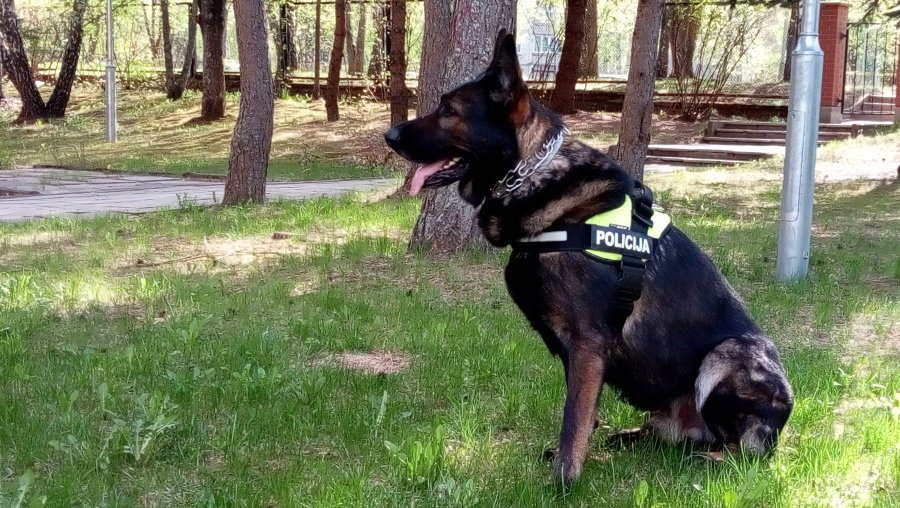 Служебный пес Рокис – и наркотики найдет, и потерянные ключи разыщет - В Висагинасе