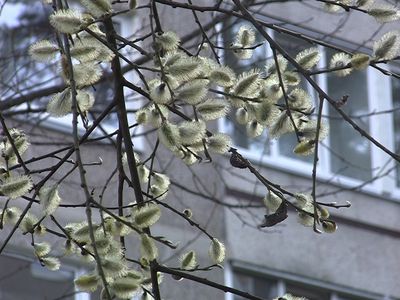 Погода: в скором времени тепло уйдет из Литвы - Литва и страны Балтии