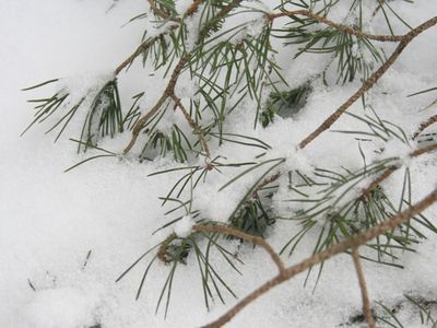 КАДРЫ ДНЯ: Зима вспомнила о своих обязанностях... - В Висагинасе