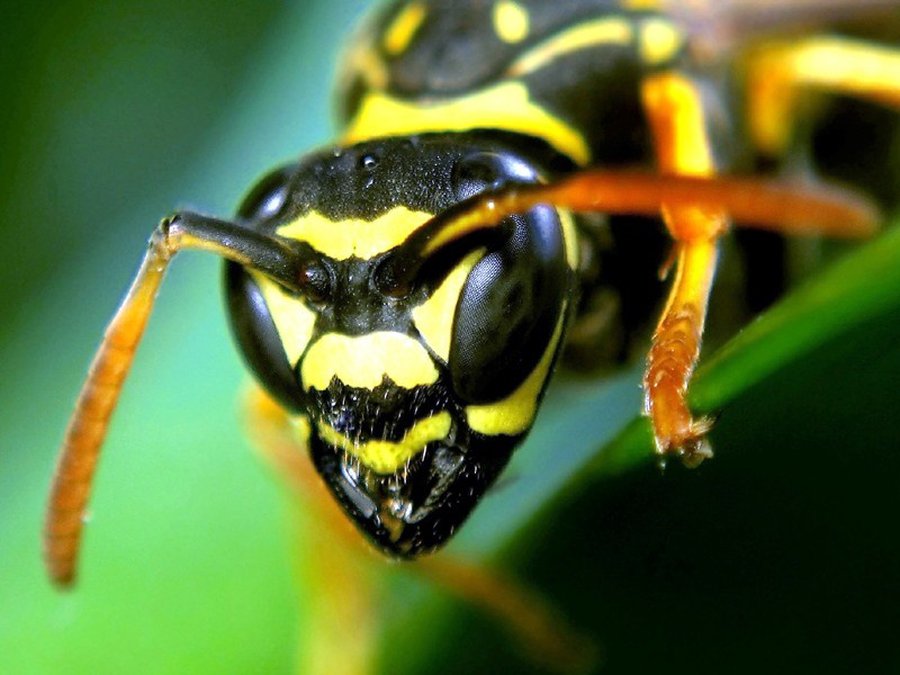 Отдыхающие на побережье Литвы страдают из-за разросшихся колоний ос - Литва и страны Балтии