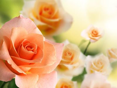 Мэра Далю Штраупайте – с Днем рождения! - Поздравления