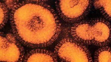 По миру распространяется вирус гриппа, не поддающийся традиционному лечению