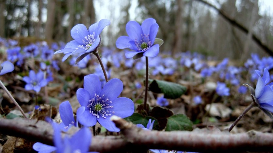 Погода: после дождей вернется приятное тепло - Литва и страны Балтии