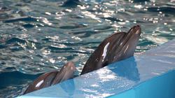 Морской музей Литвы: небывалые потери в 2020 году и оптимистичные планы на будущее