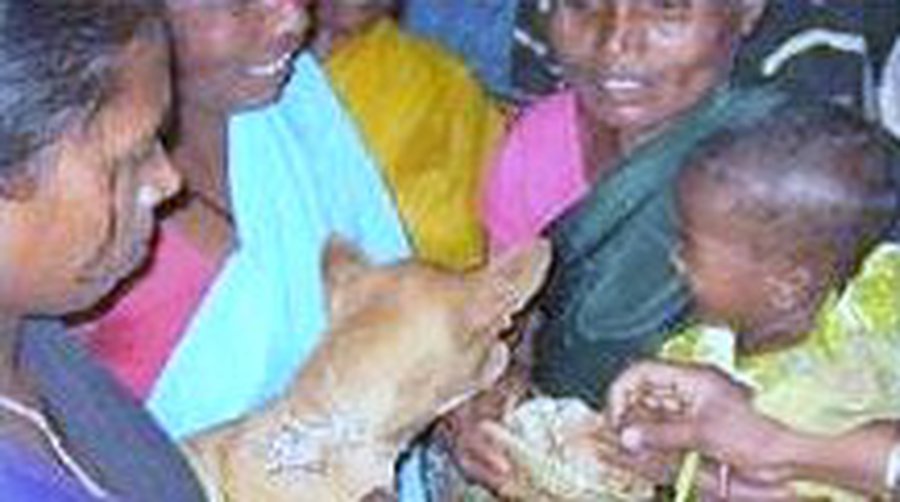 Мальчика женили на собаке, чтобы спасти от тигра - Хобби, отдых и развлечения