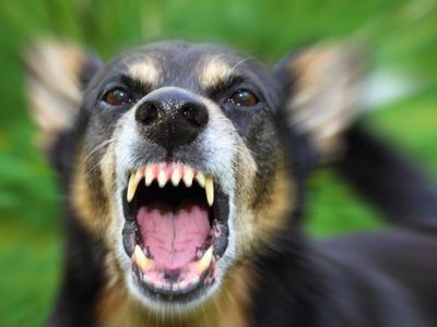 Pasiutligė – nepagydoma liga! - Mokslas ir sveikata