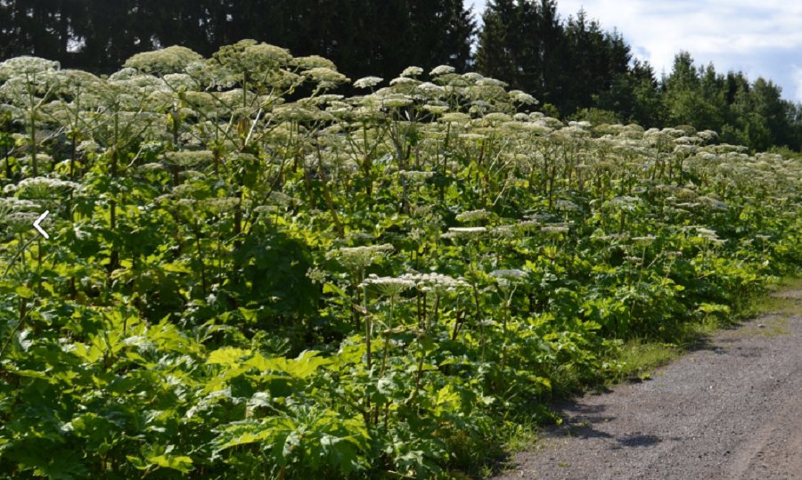 Вильнюс продолжает борьбу с борщевиком Сосновского - Литва и страны Балтии