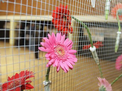 Министр А. Монкявичюс поздравляет абитуриентов по случаю Последнего звонка - В Висагинасе