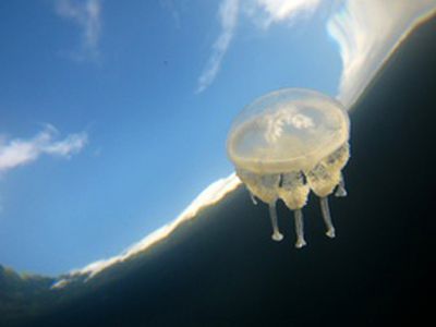 В Израиле медузы остановили работу электростанции                 - Хобби, отдых и развлечения