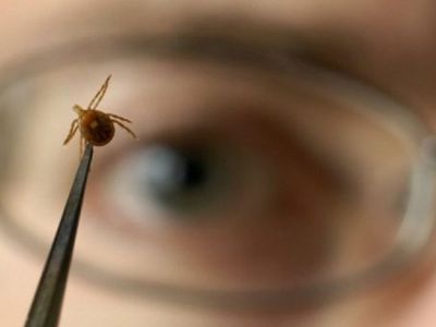 Клещевым энцефалитом можно заразиться и через молоко - Наука и здоровье