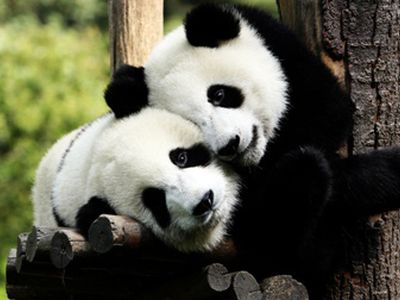 Панды обладают естественным антибиотиком - Наука и здоровье
