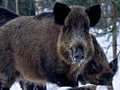 Африканская чума свиней распространяется и в Европе - Литва и страны Балтии