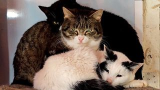 Katės, žmonės ir futbolas: neeilinė savaitė Visagine. Laida "Savaitės kontūrai" 2026 04 03 (video)