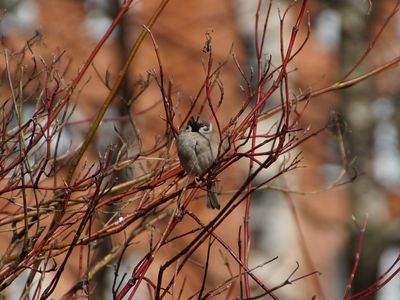 Сюрпризы погоды: После гололеда - более 20 градусов тепла - Литва и страны Балтии