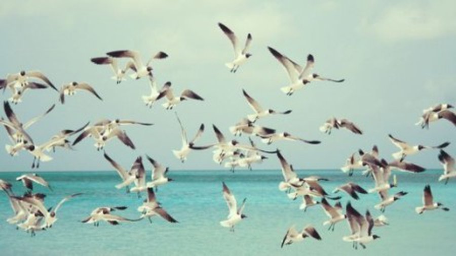 Физики пересчитали сказочных чаек-персиконосцев - Хобби, отдых и развлечения