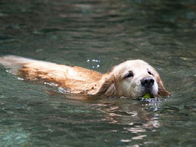 Мнение специалиста ЦОЗ о купании собак в городском озере - В Висагинасе