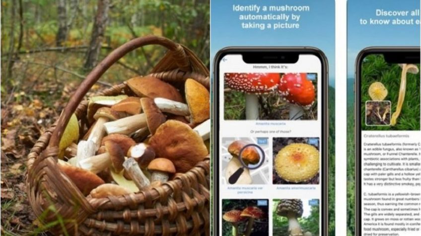 Поход за грибами еще никогда не был таким легким: мобильное приложение для распознавания грибов