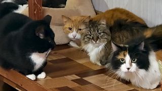 Согрей меня теплом». Новая программа висагинского приюта, спасающая кошек и согревающая души людей (видео)