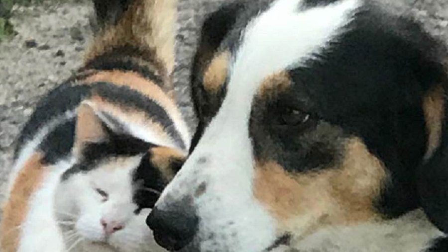 Пропали собаки.  Д. Штраупайте просит о помощи в их поиске - В Висагинасе