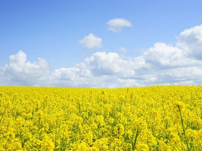 Lietuvoje vėl tikimasi rekordinio grūdų ir rapsų derliaus - Lietuva ir Baltijos šalys