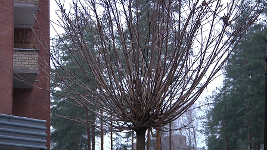 На аллее Седулинос высажены деревья - В Висагинасе