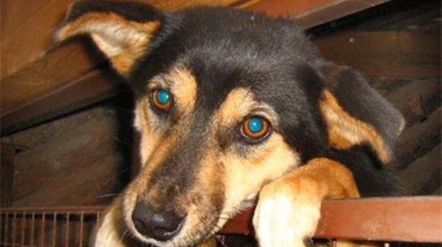 Помоги мне! - В Висагинасе