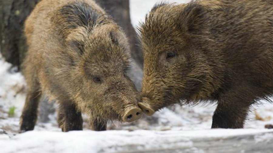В Литве объявляется чрезвычайное положение - Литва и страны Балтии