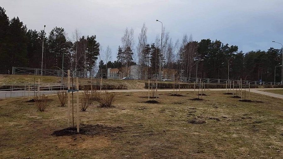 В Висагинасе высажен сакуровый сад - В Висагинасе