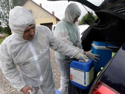 Почему ЕС выставит России счет за свинину на 1,4 млрд евро - В Мире