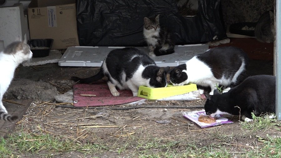 Бездомные кошки. Кормить или не кормить? (видео) - В Висагинасе