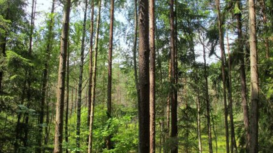 Bukčių miške - kraupus radinys - Įvykiai ir kriminalas